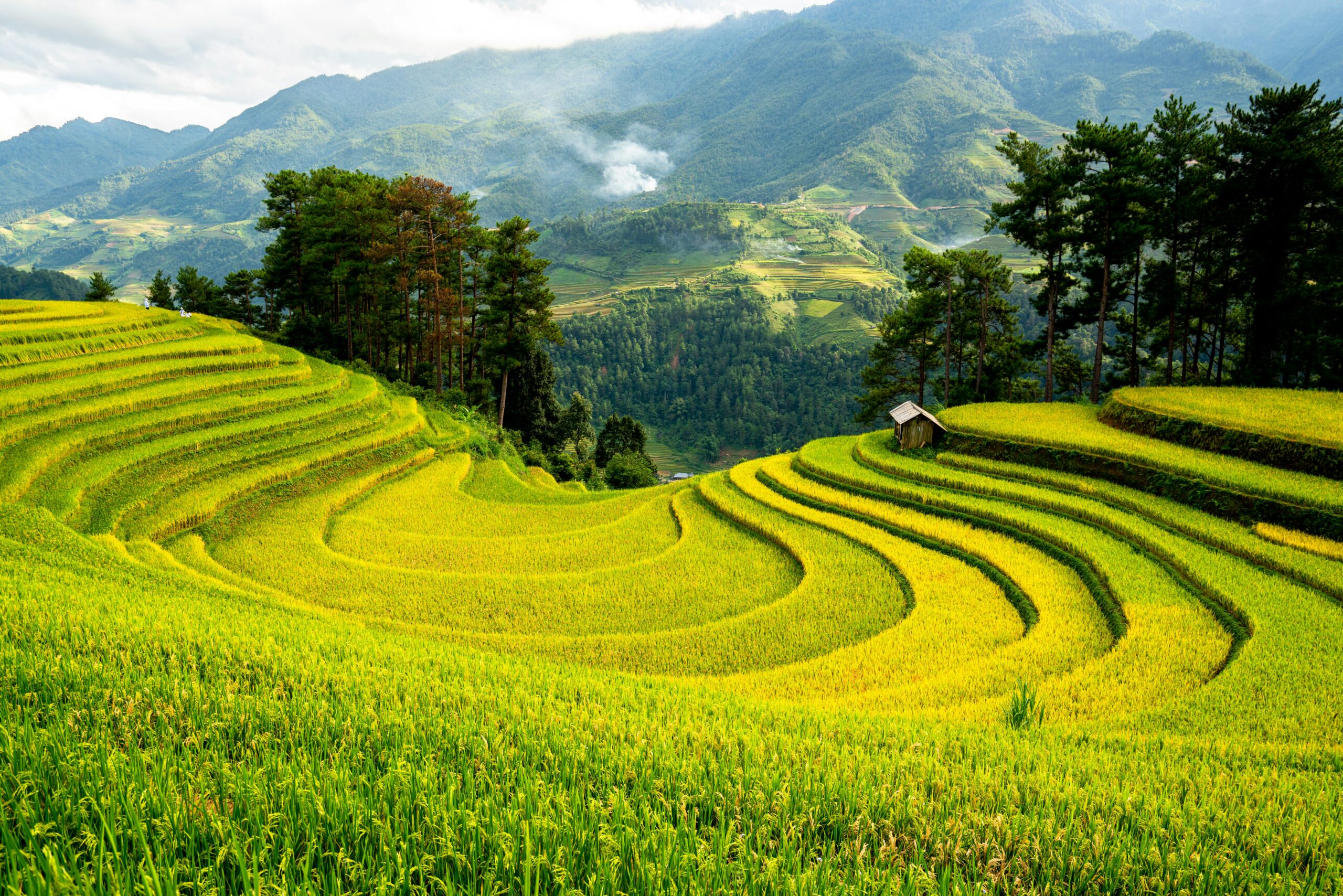 Lush green terraced rice fields under a cloudy sky, set against misty mountains.