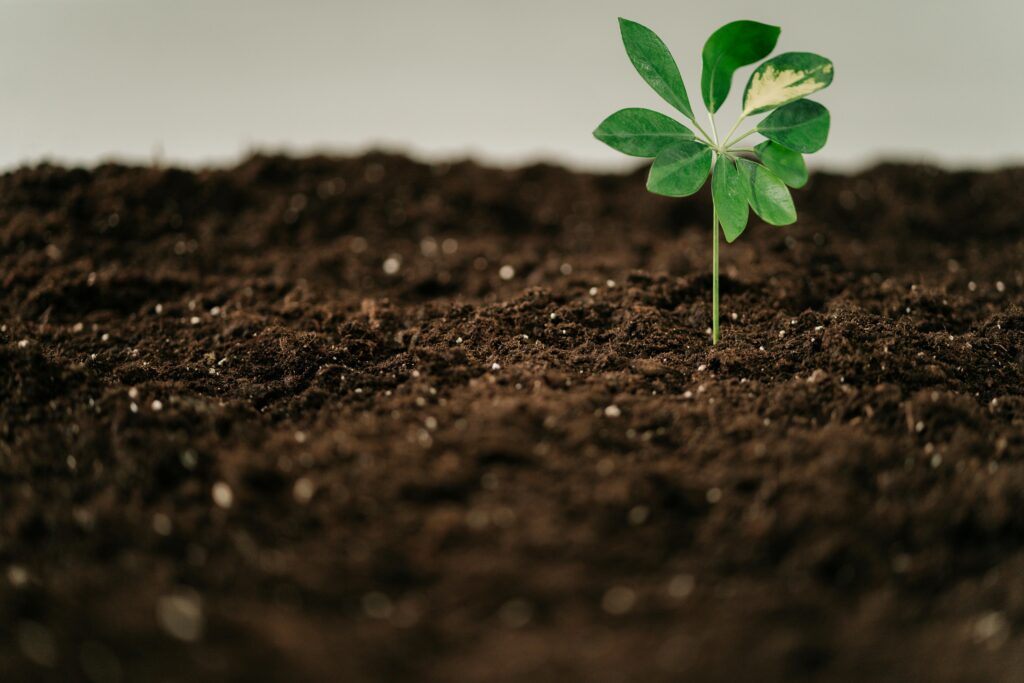 A green sprout emerging from rich soil, symbolizing growth and new beginnings.